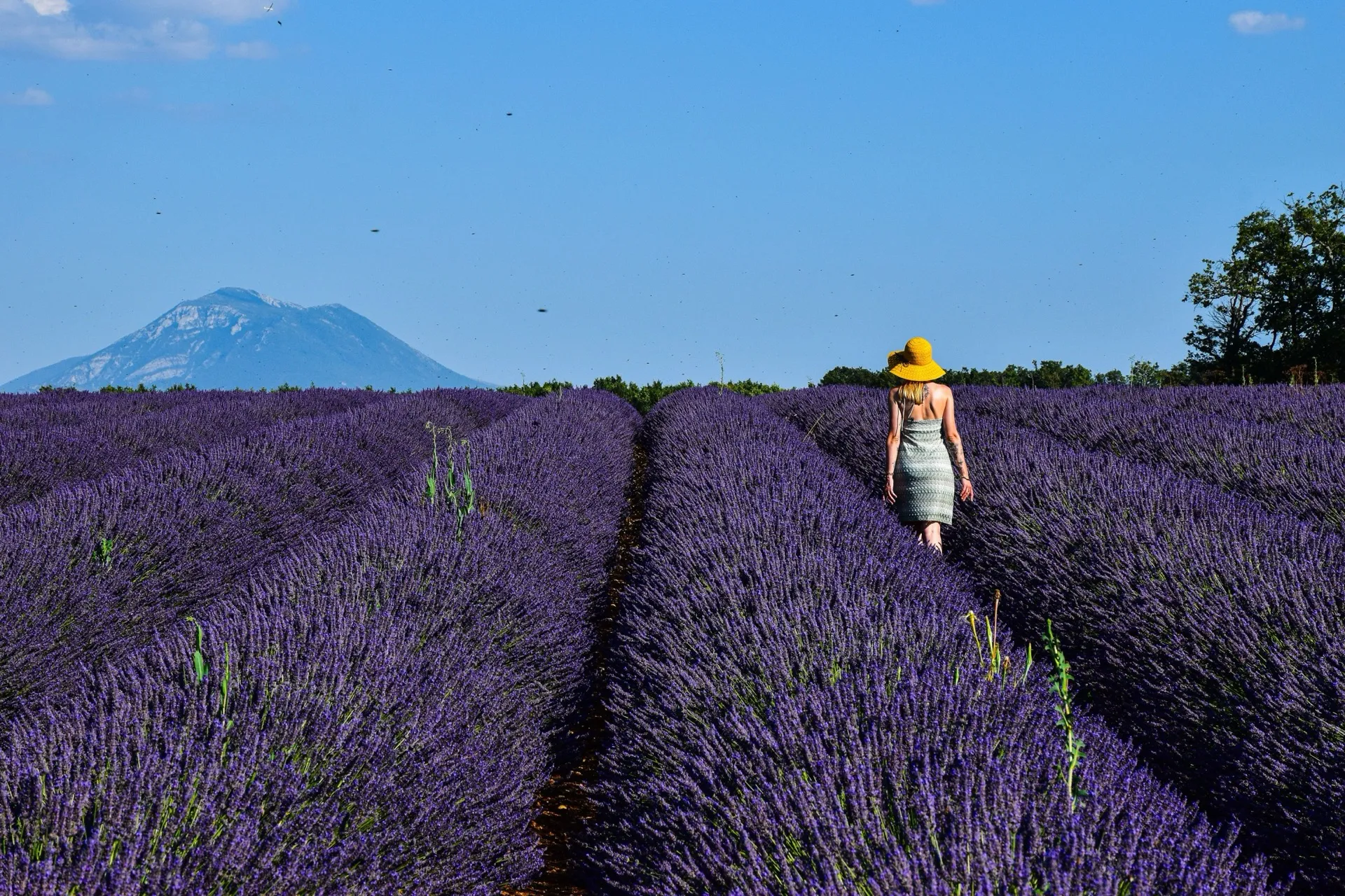 Voyageuse traversant un champ de lavande de Provence face au plateau de Valensole